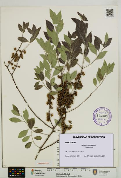 Maytenus boaria [Espécimen: UDEC:CONC:0105065]