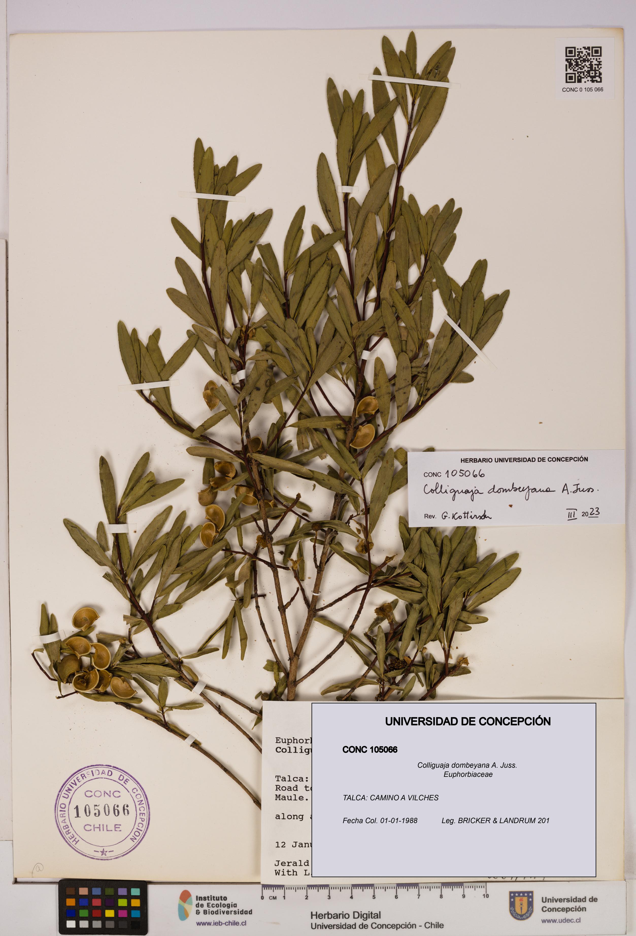 Colliguaja dombeyana [Espécimen: UDEC:CONC:0105066]