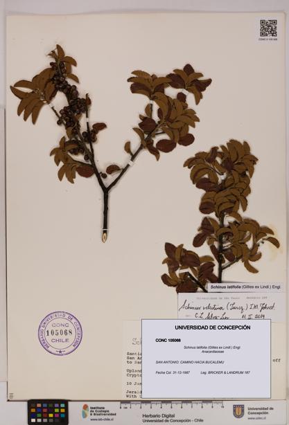 Schinus latifolia [Espécimen: UDEC:CONC:0105068]