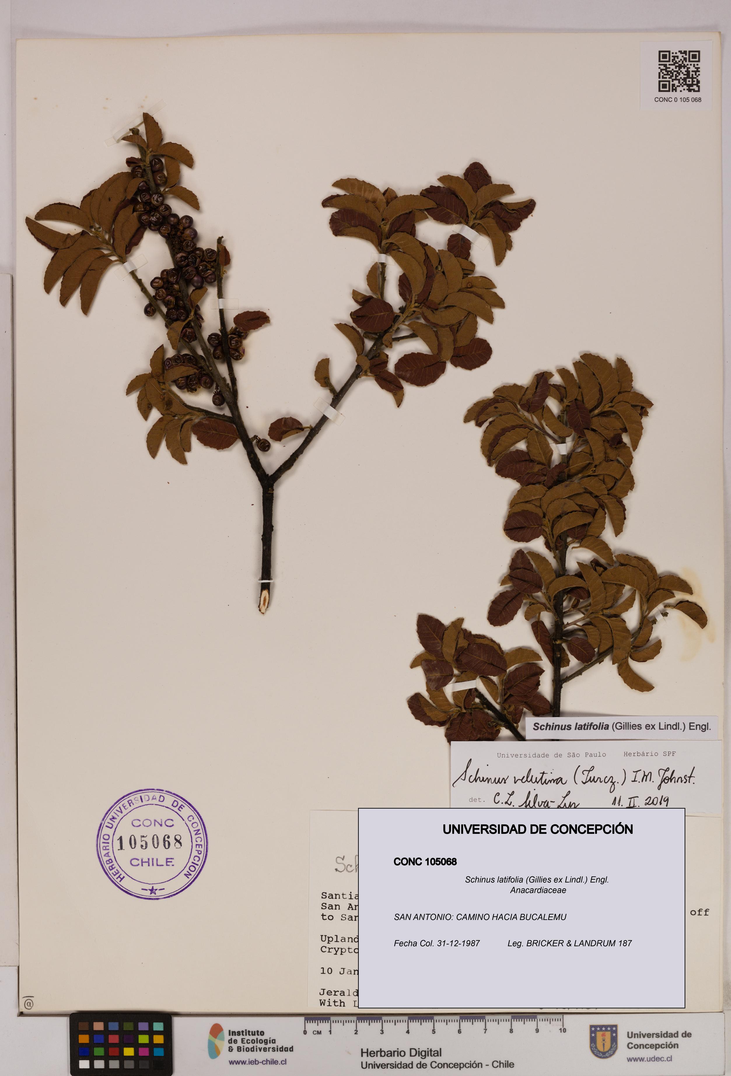Schinus latifolia [Espécimen: UDEC:CONC:0105068]