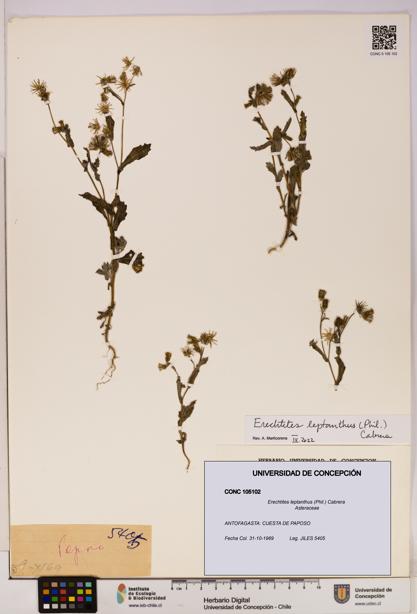 Erechtites leptanthus [Espécimen: ]