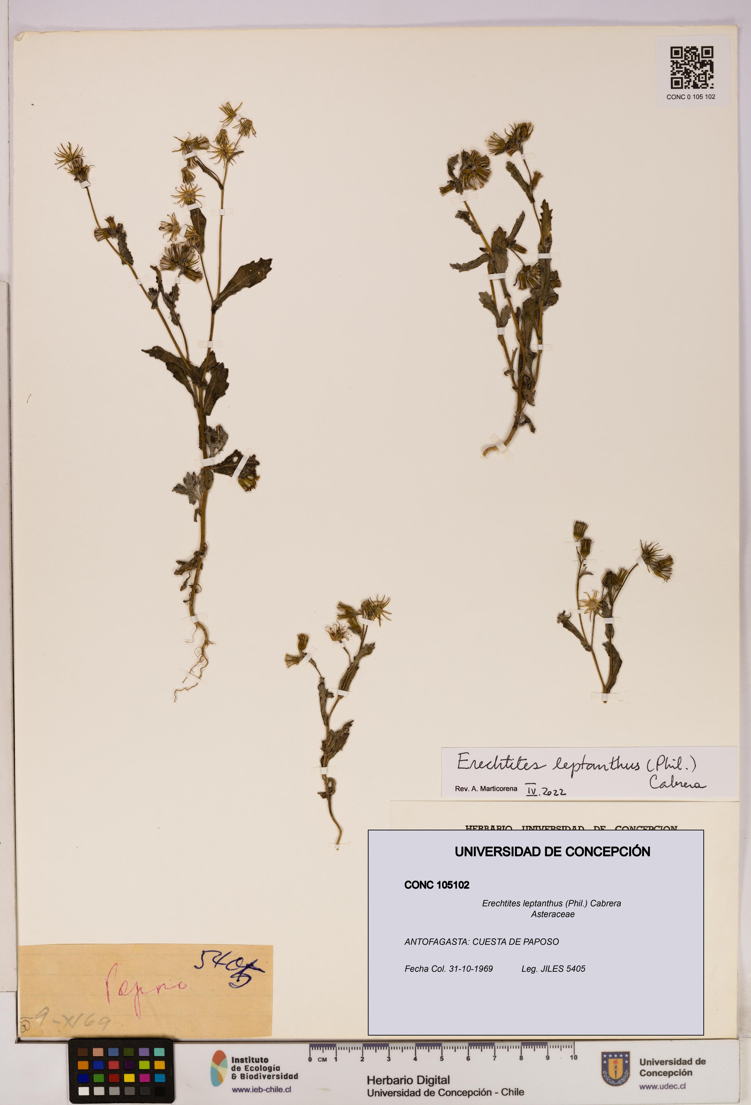 Erechtites leptanthus [Espécimen: ]