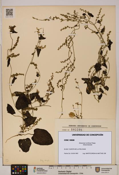 Dioscorea humifusa [Espécimen: ]