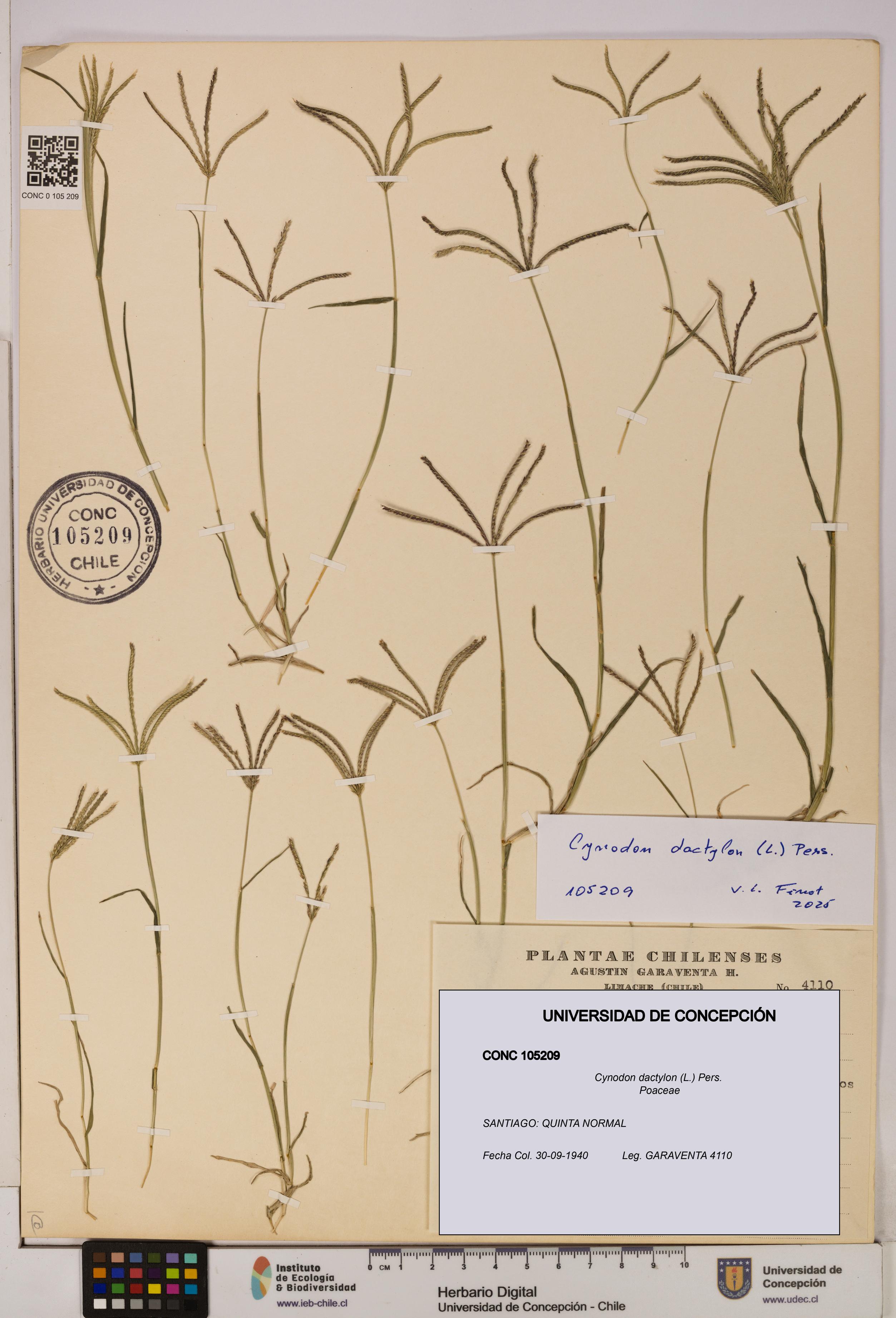 Cynodon dactylon [Espécimen: UDEC:CONC:0105209]