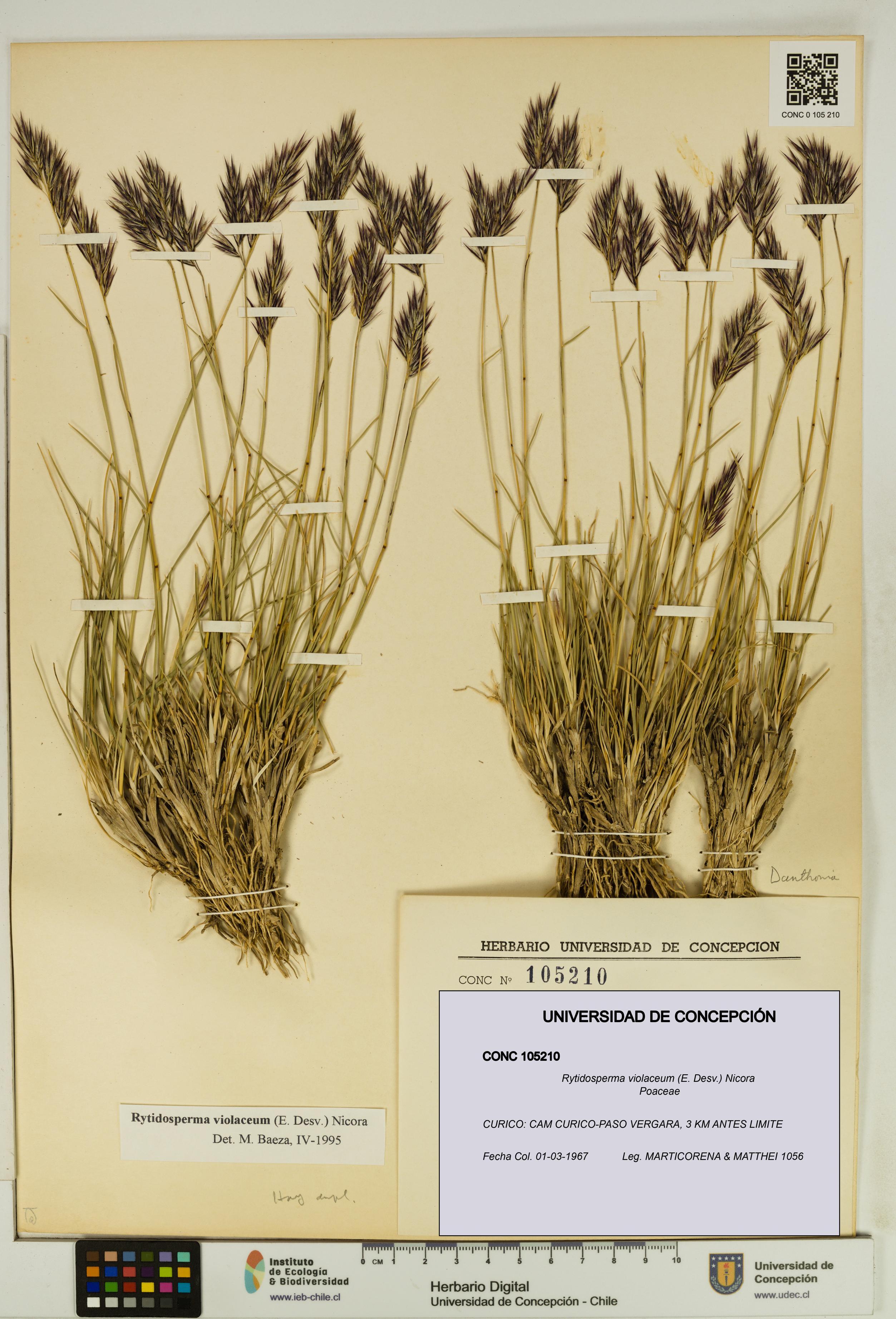 Rytidosperma violaceum [Espécimen: UDEC:CONC:0105210]