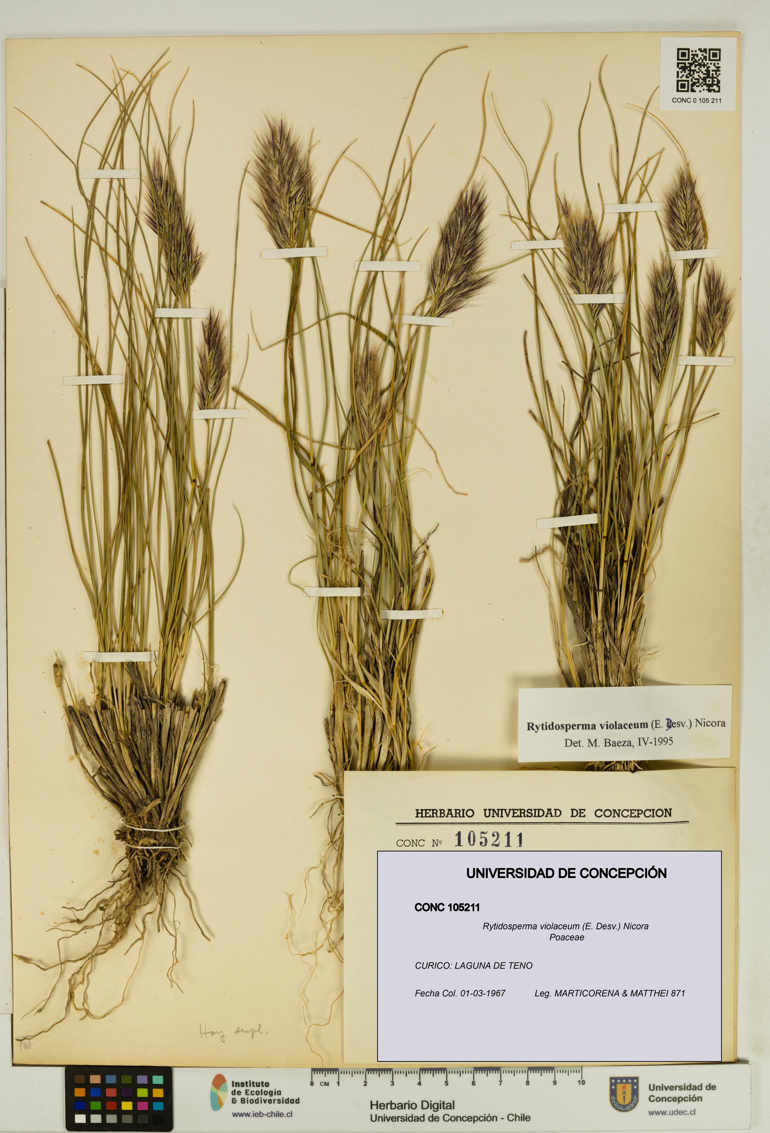 Rytidosperma violaceum [Espécimen: UDEC:CONC:0105211]