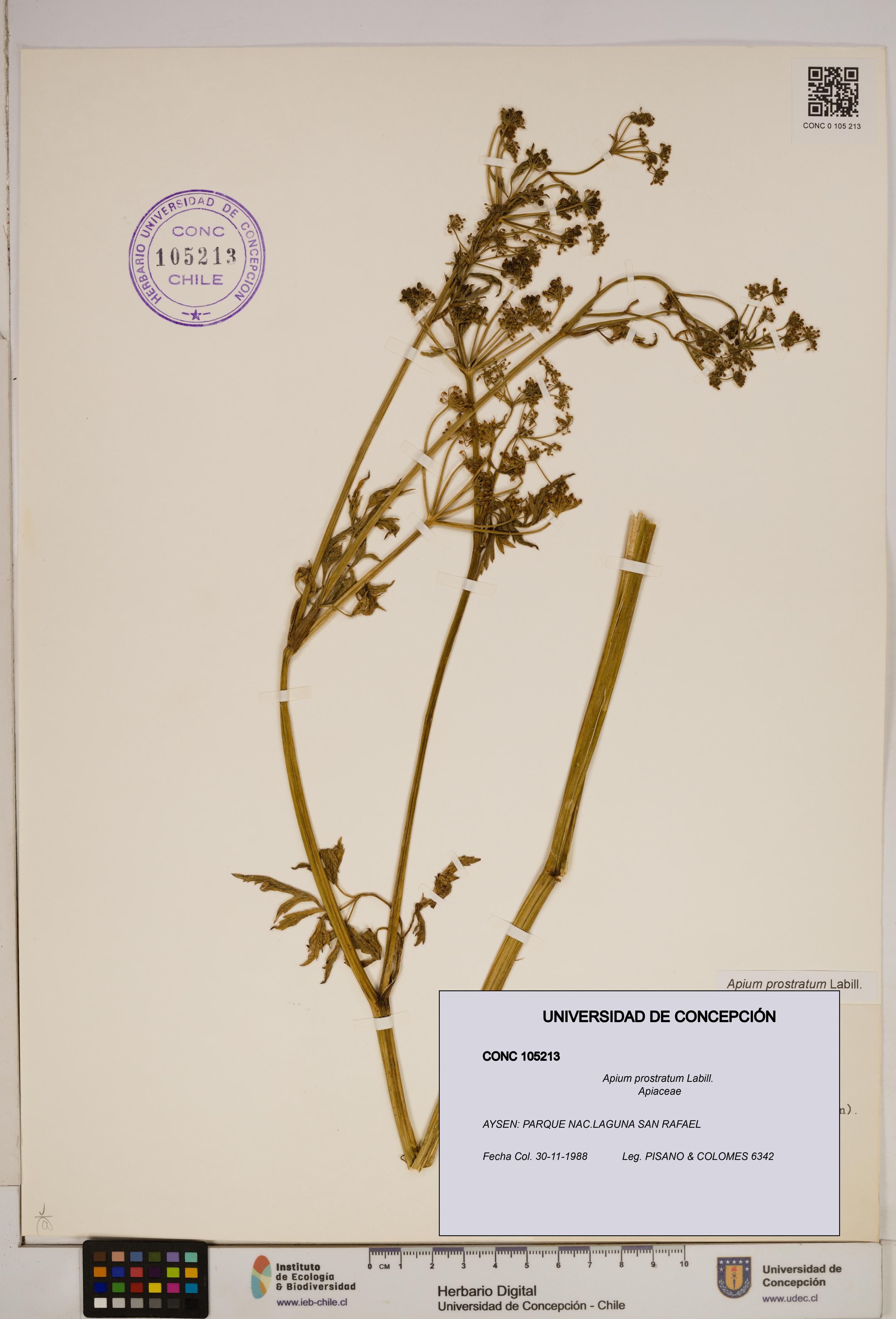 Apium prostratum [Espécimen: ]