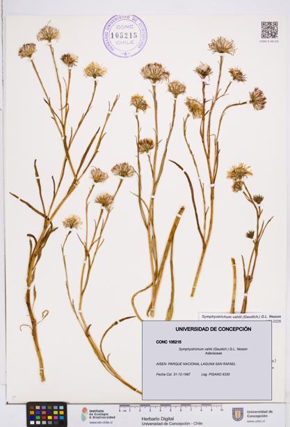 Symphyotrichum vahlii [Espécimen: ]