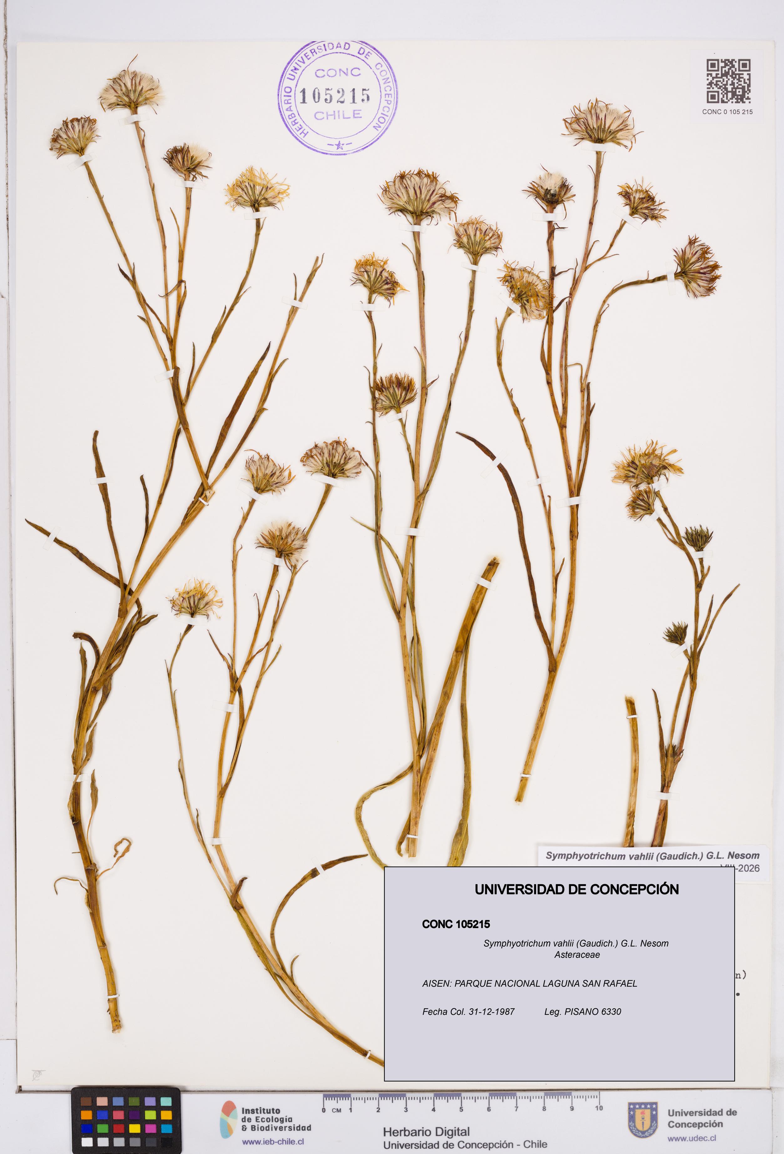 Symphyotrichum vahlii [Espécimen: ]