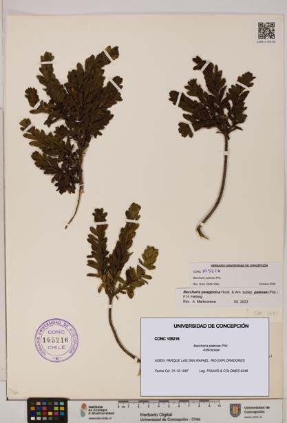 Baccharis patagonica [Espécimen: UDEC:CONC:0105216]