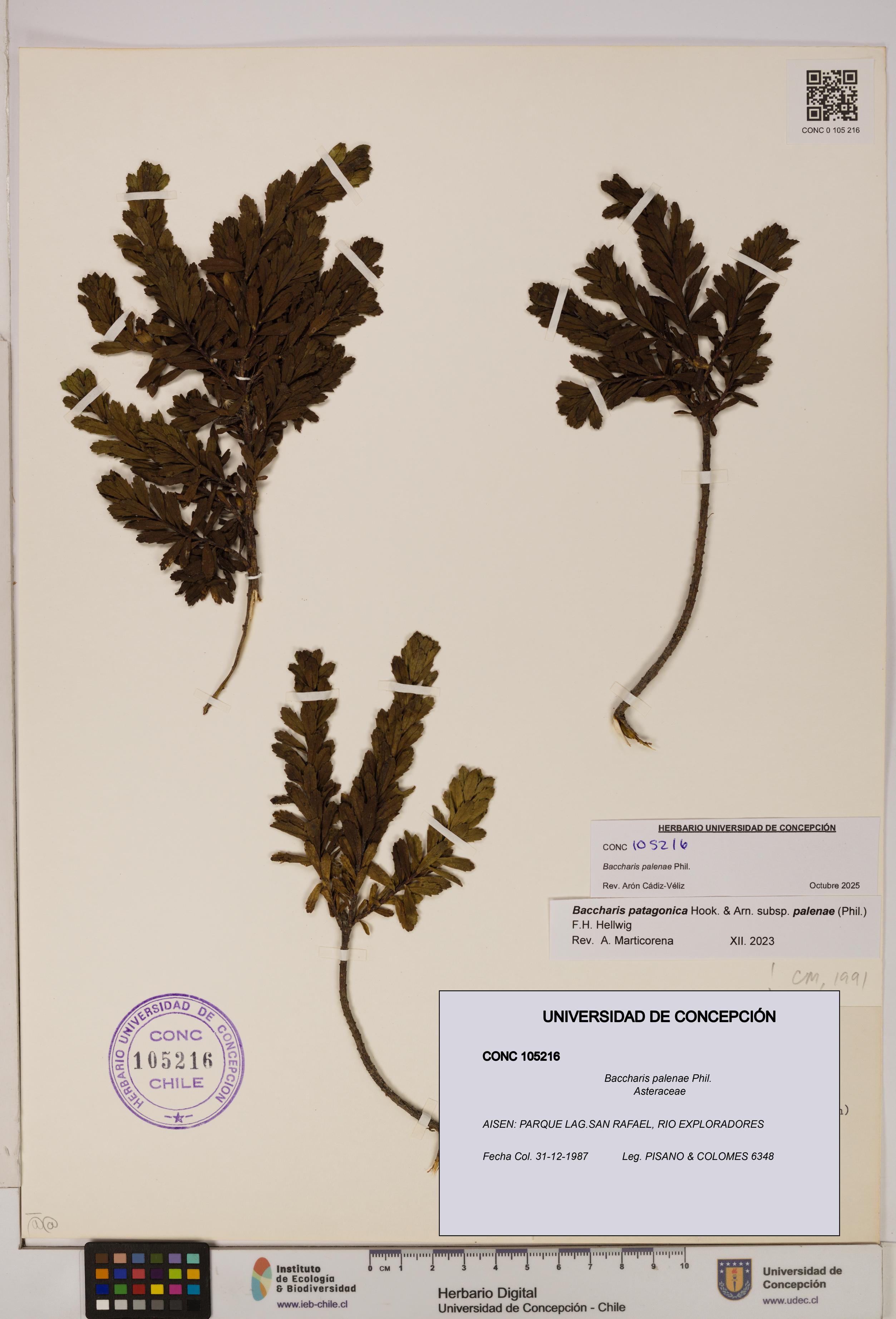 Baccharis patagonica [Espécimen: UDEC:CONC:0105216]