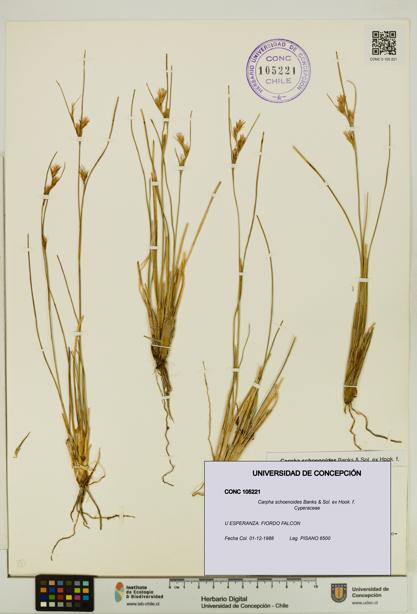 Carpha schoenoides [Espécimen: UDEC:CONC:0105221]