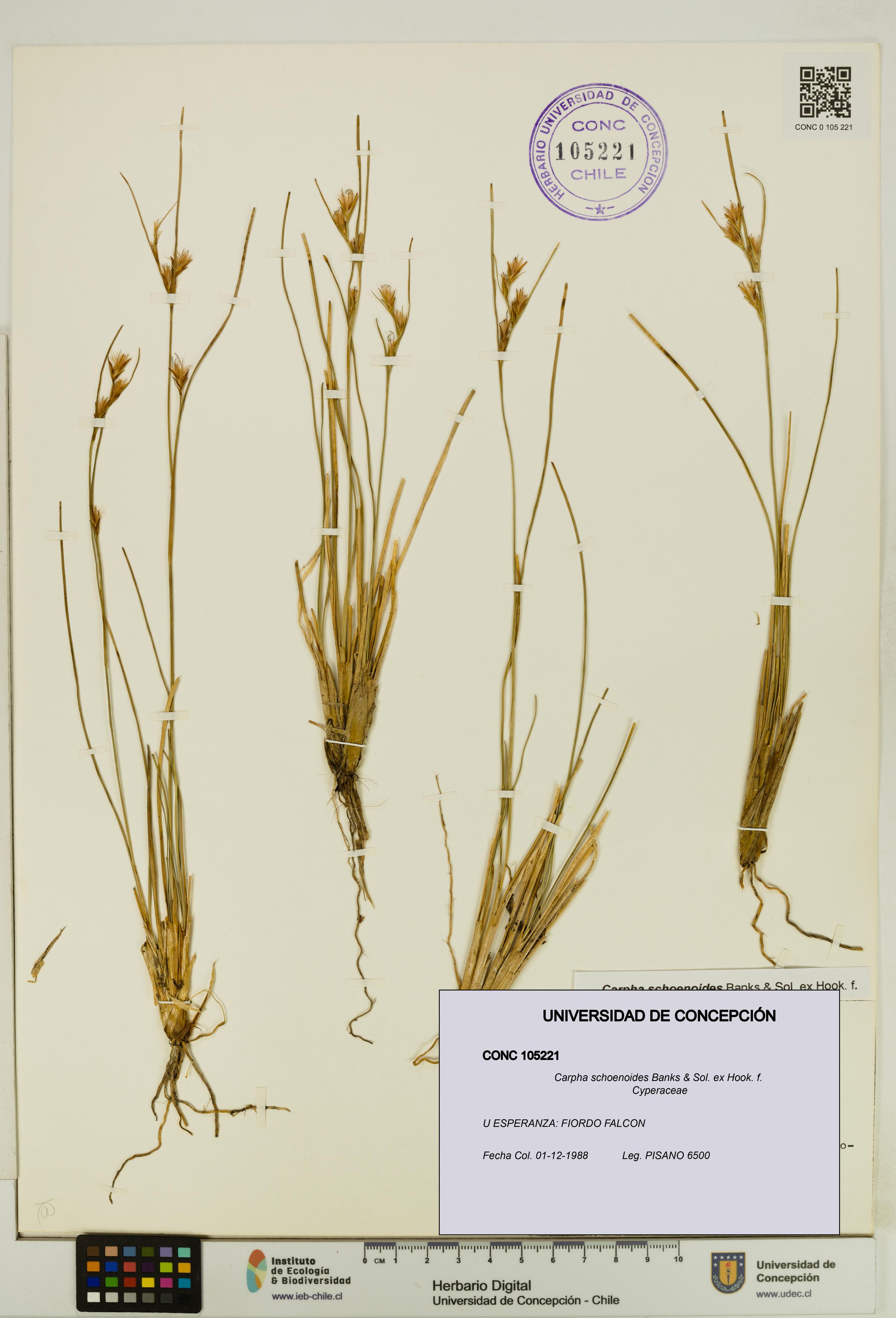 Carpha schoenoides [Espécimen: UDEC:CONC:0105221]