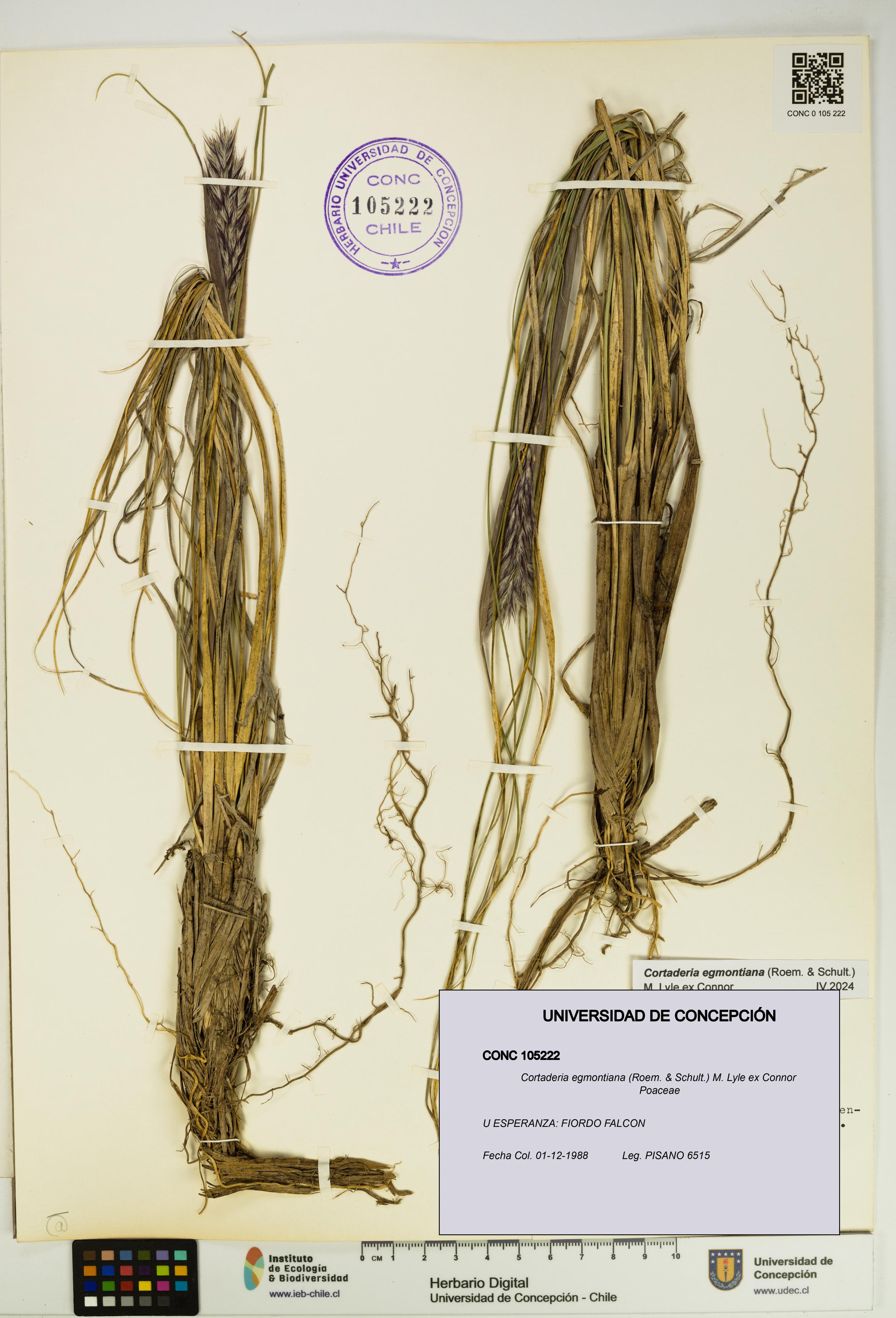 Cortaderia egmontiana [Espécimen: UDEC:CONC:0105222]