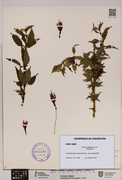 Fuchsia magellanica [Espécimen: UDEC:CONC:0105230]