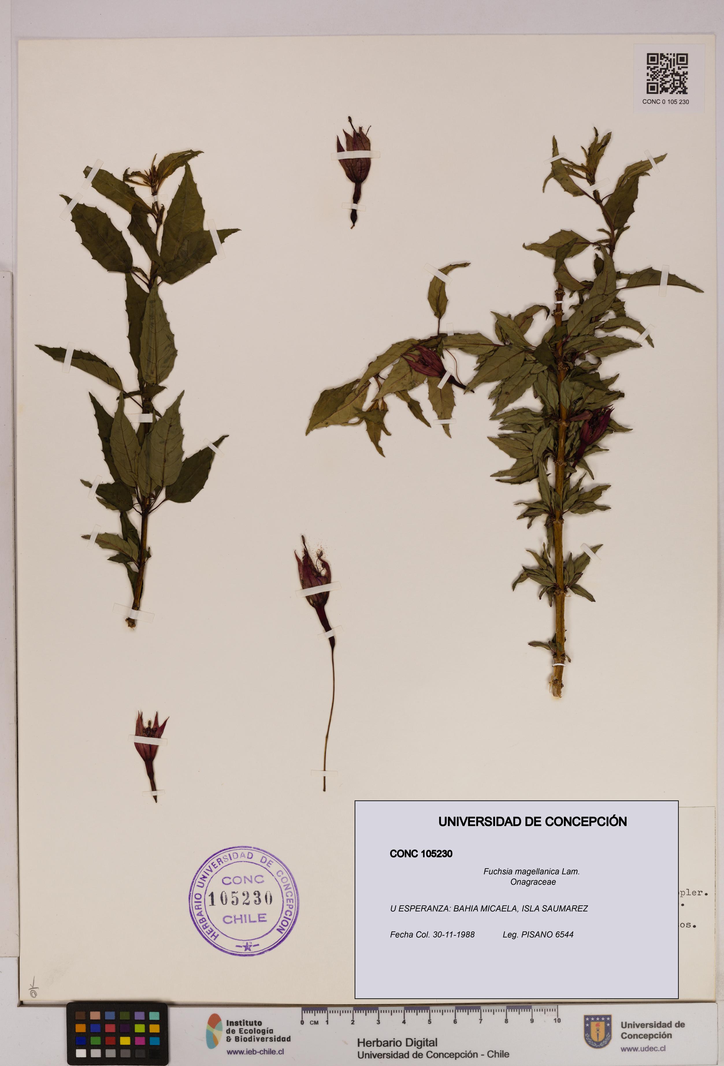 Fuchsia magellanica [Espécimen: UDEC:CONC:0105230]