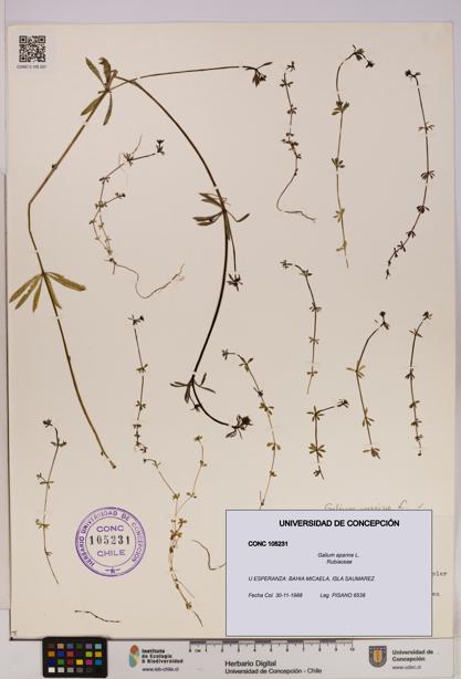 Galium aparine [Espécimen: UDEC:CONC:0105231]