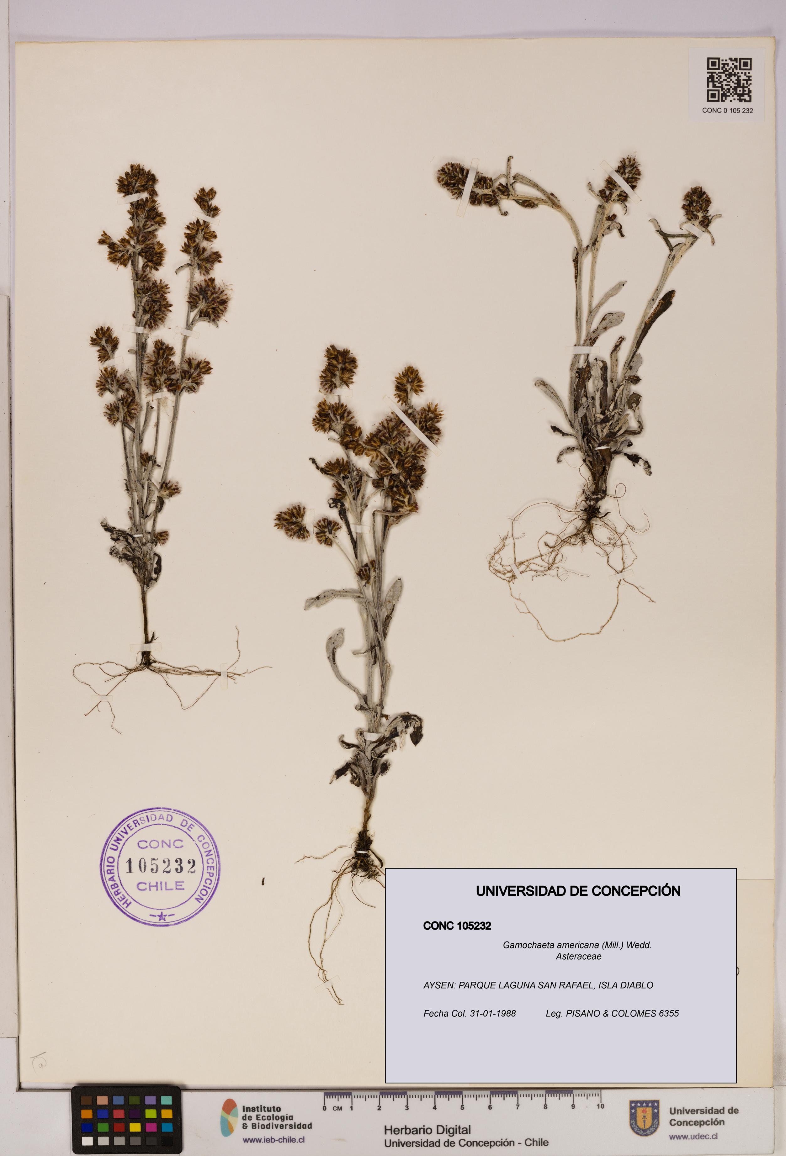 Gamochaeta americana [Espécimen: UDEC:CONC:0105232]