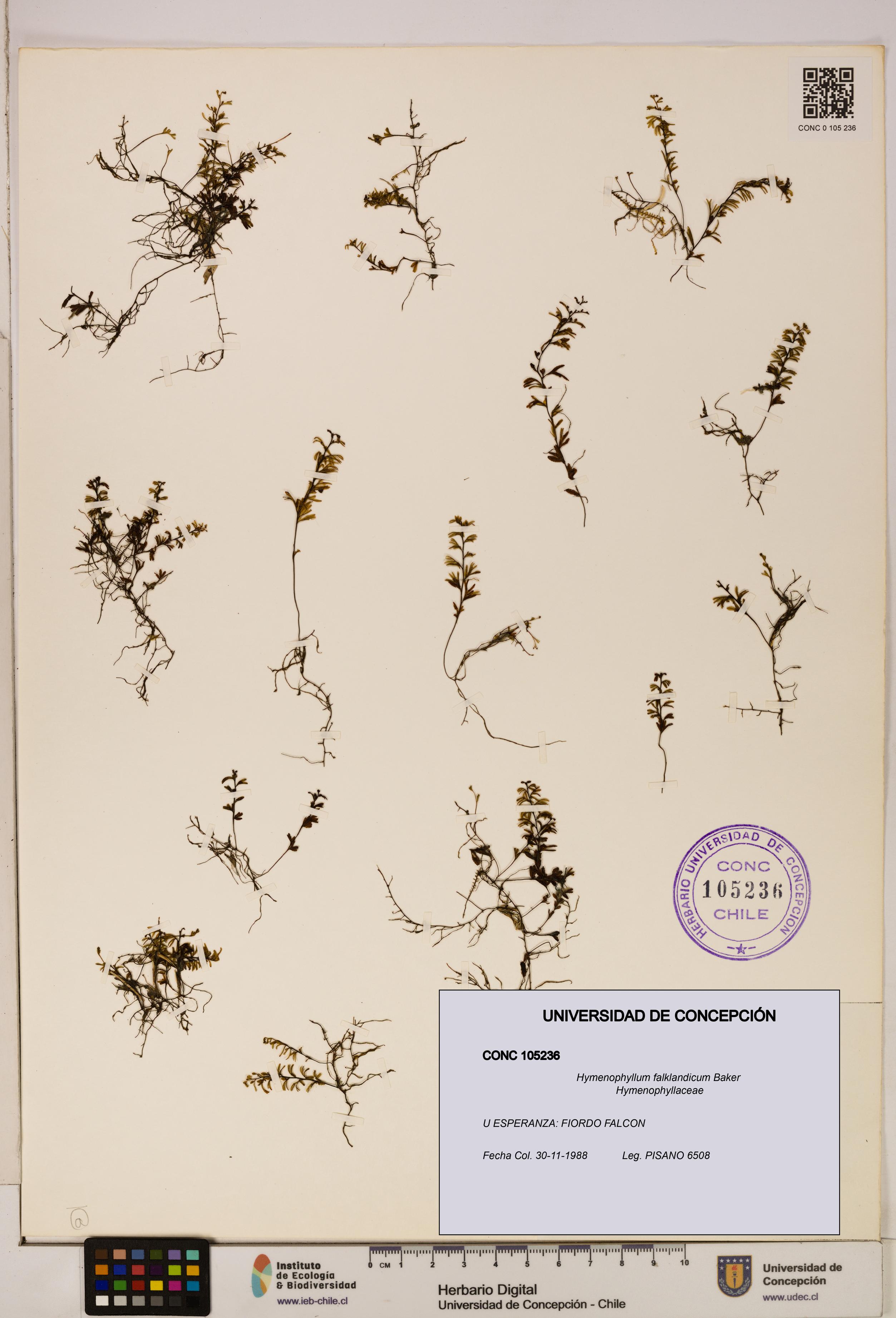 Hymenophyllum falklandicum [Espécimen: UDEC:CONC:0105236]