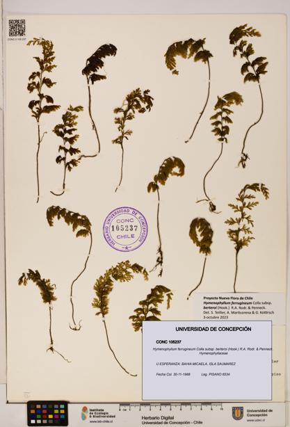 Hymenophyllum ferrugineum [Espécimen: UDEC:CONC:0105237]