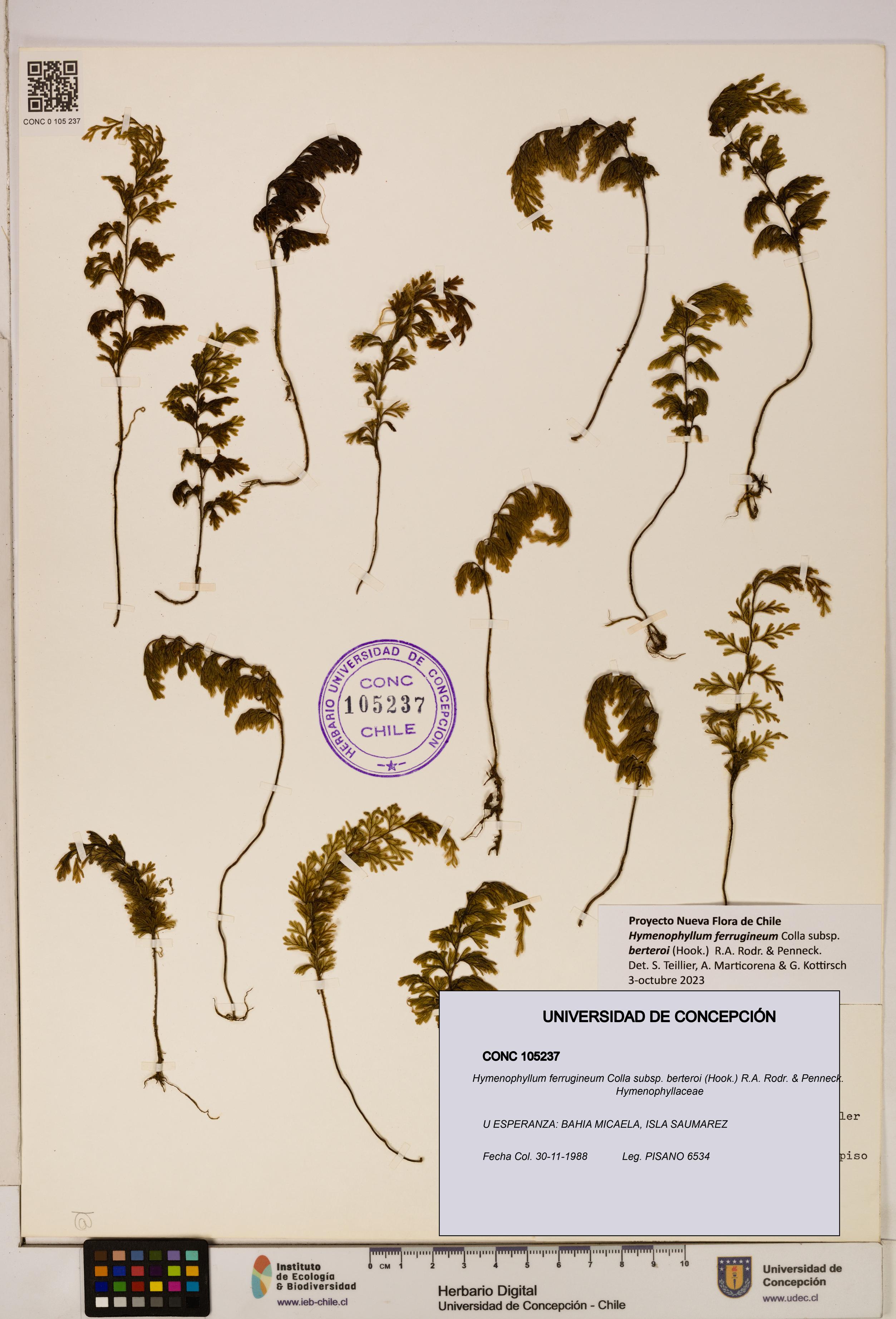 Hymenophyllum ferrugineum [Espécimen: UDEC:CONC:0105237]