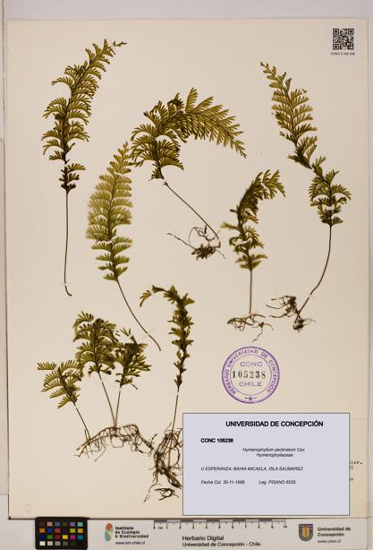 Hymenophyllum pectinatum [Espécimen: ]