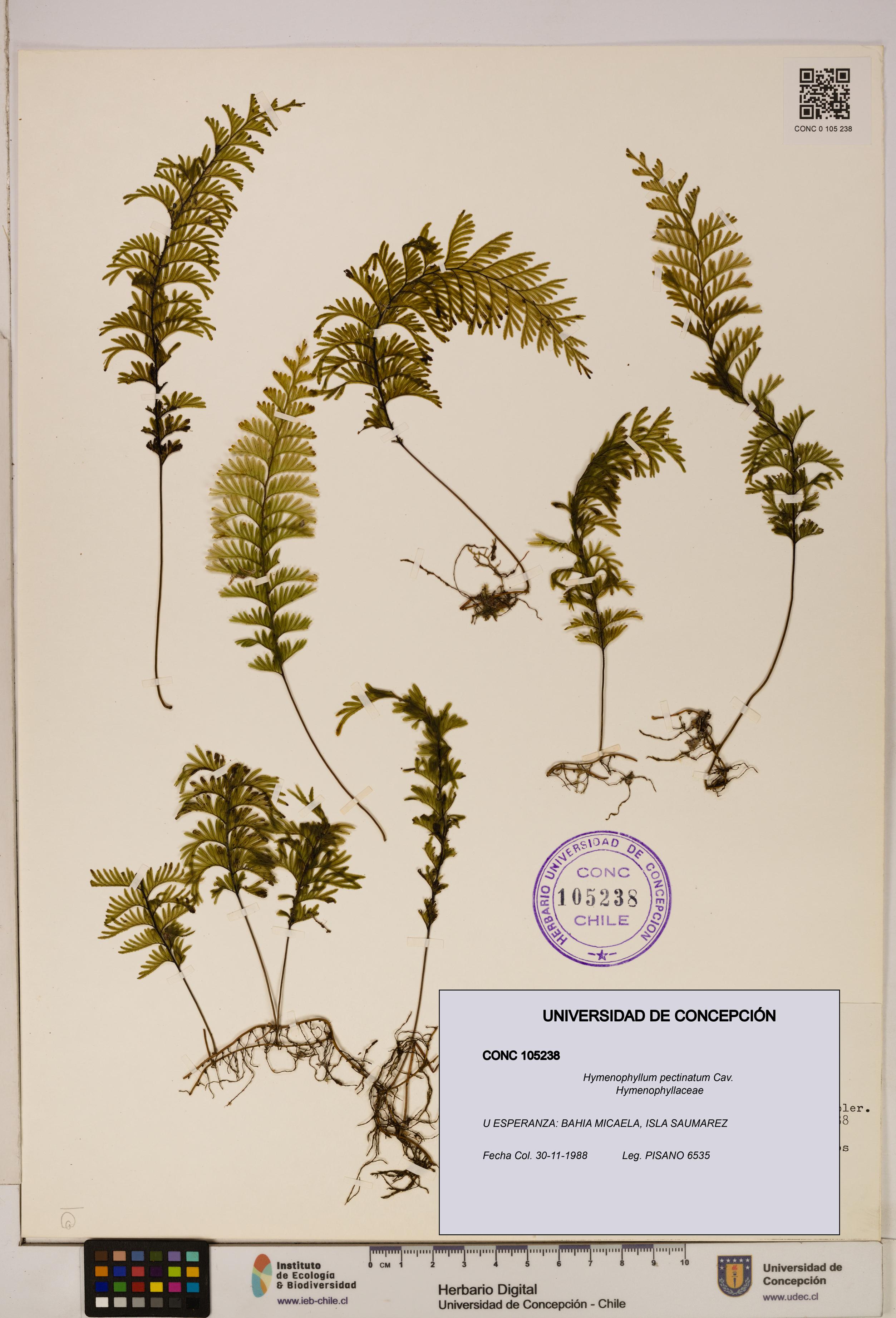 Hymenophyllum pectinatum [Espécimen: ]