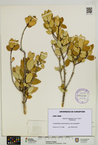 Maytenus magellanica [Espécimen: UDEC:CONC:0105248]