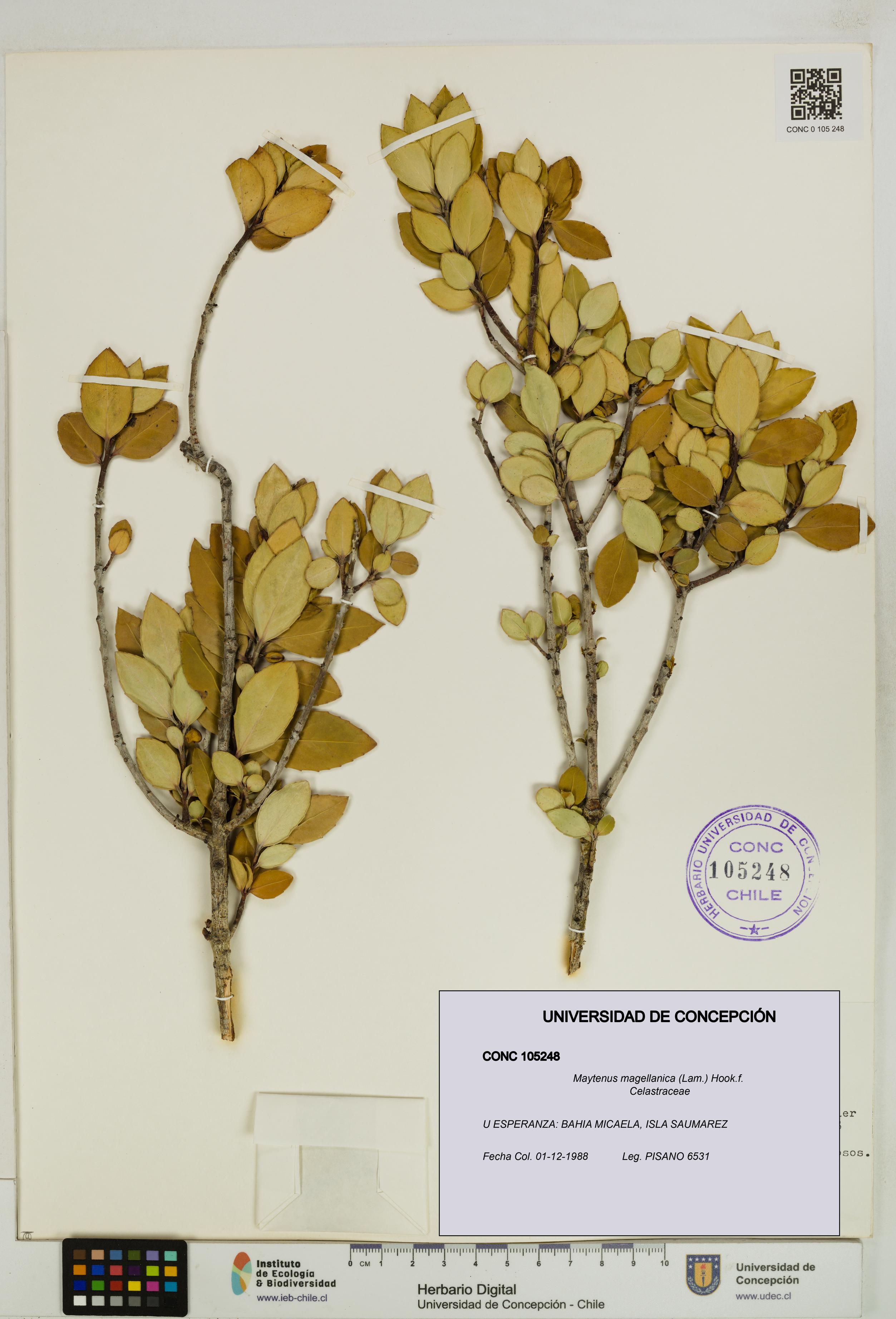 Maytenus magellanica [Espécimen: UDEC:CONC:0105248]