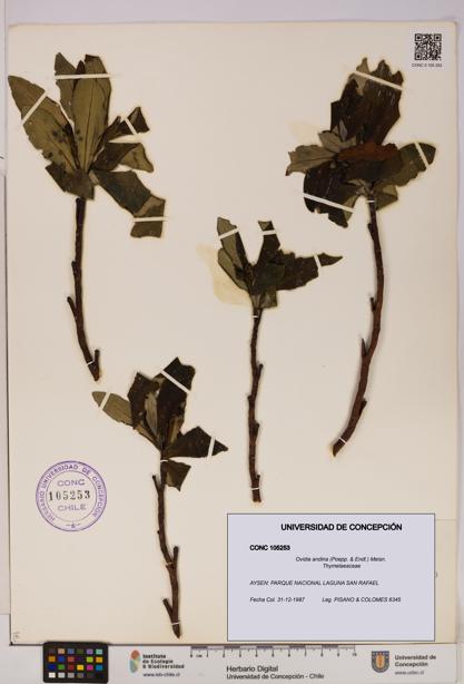 Ovidia andina [Espécimen: UDEC:CONC:0105253]