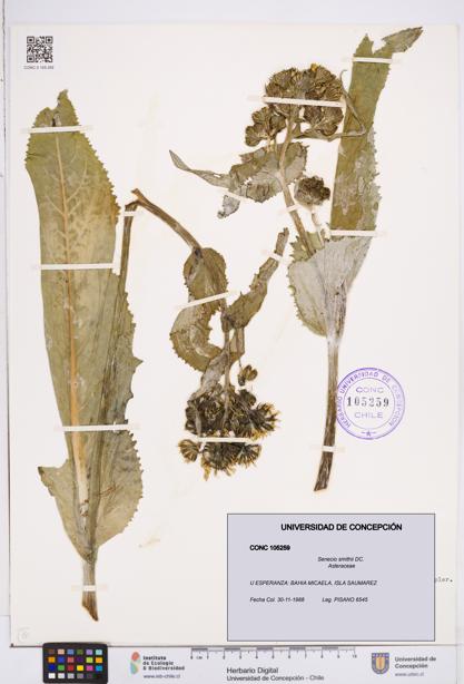 Senecio smithii [Espécimen: ]