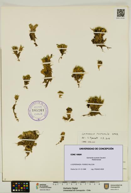 Gaimardia australis [Espécimen: UDEC:CONC:0105261]