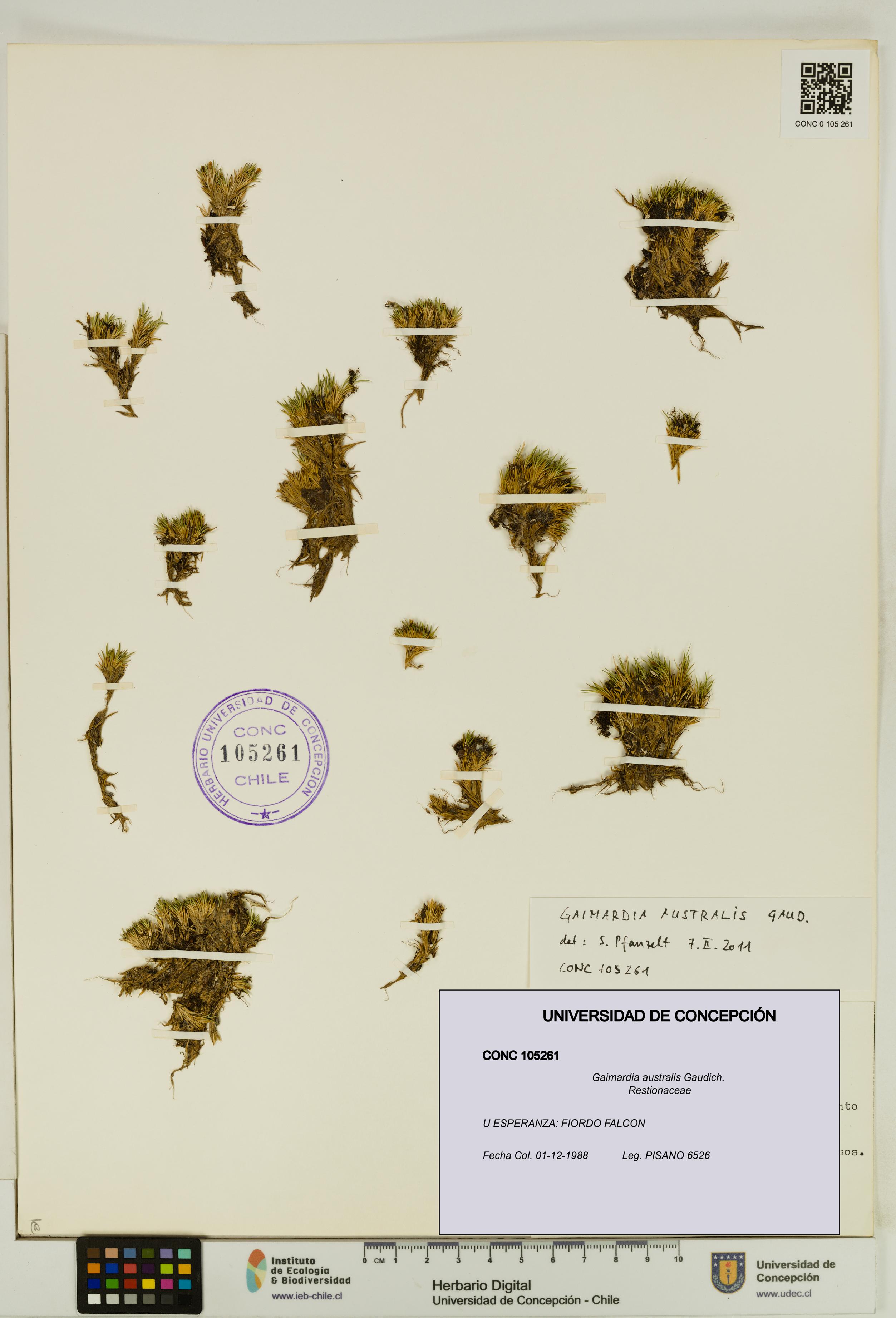 Gaimardia australis [Espécimen: UDEC:CONC:0105261]