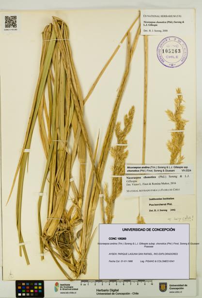 Nicoraepoa andina subsp. chonotica [Espécimen: UDEC:CONC:0105263]
