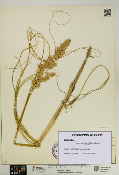 Panicum racemosum [Espécimen: UDEC:CONC:0105339]