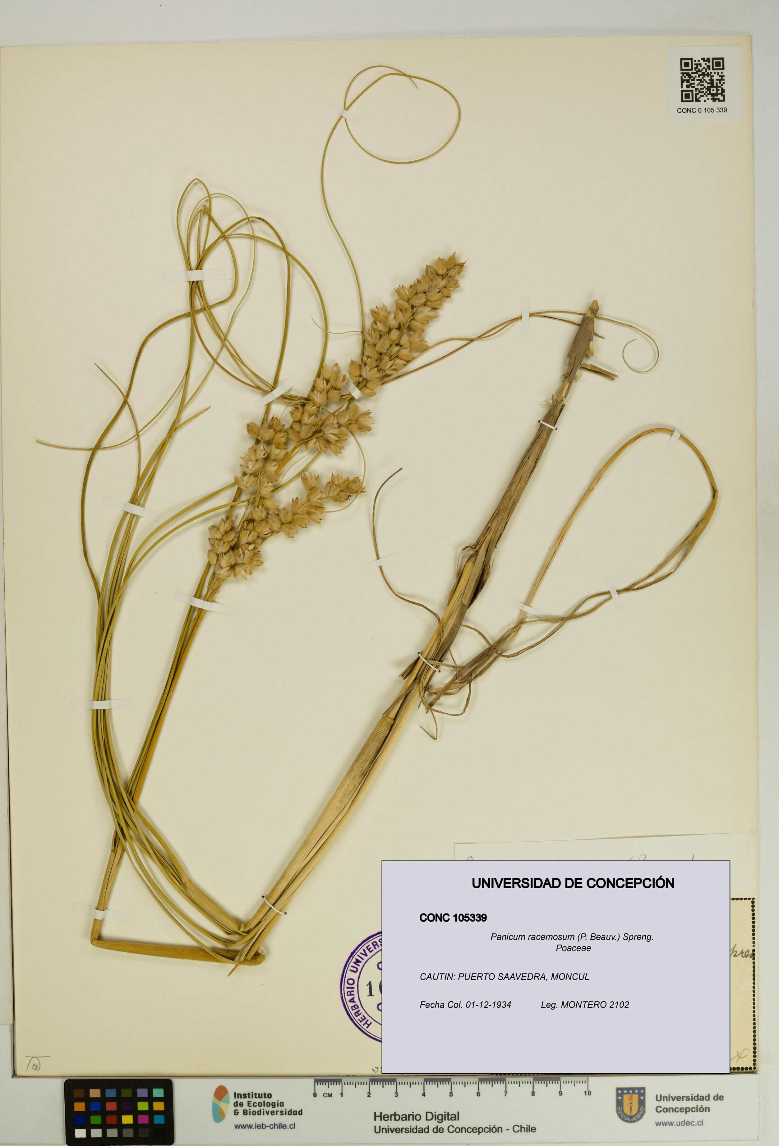 Panicum racemosum [Espécimen: UDEC:CONC:0105339]