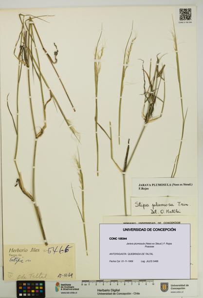 Jarava plumosula [Espécimen: UDEC:CONC:0105344]