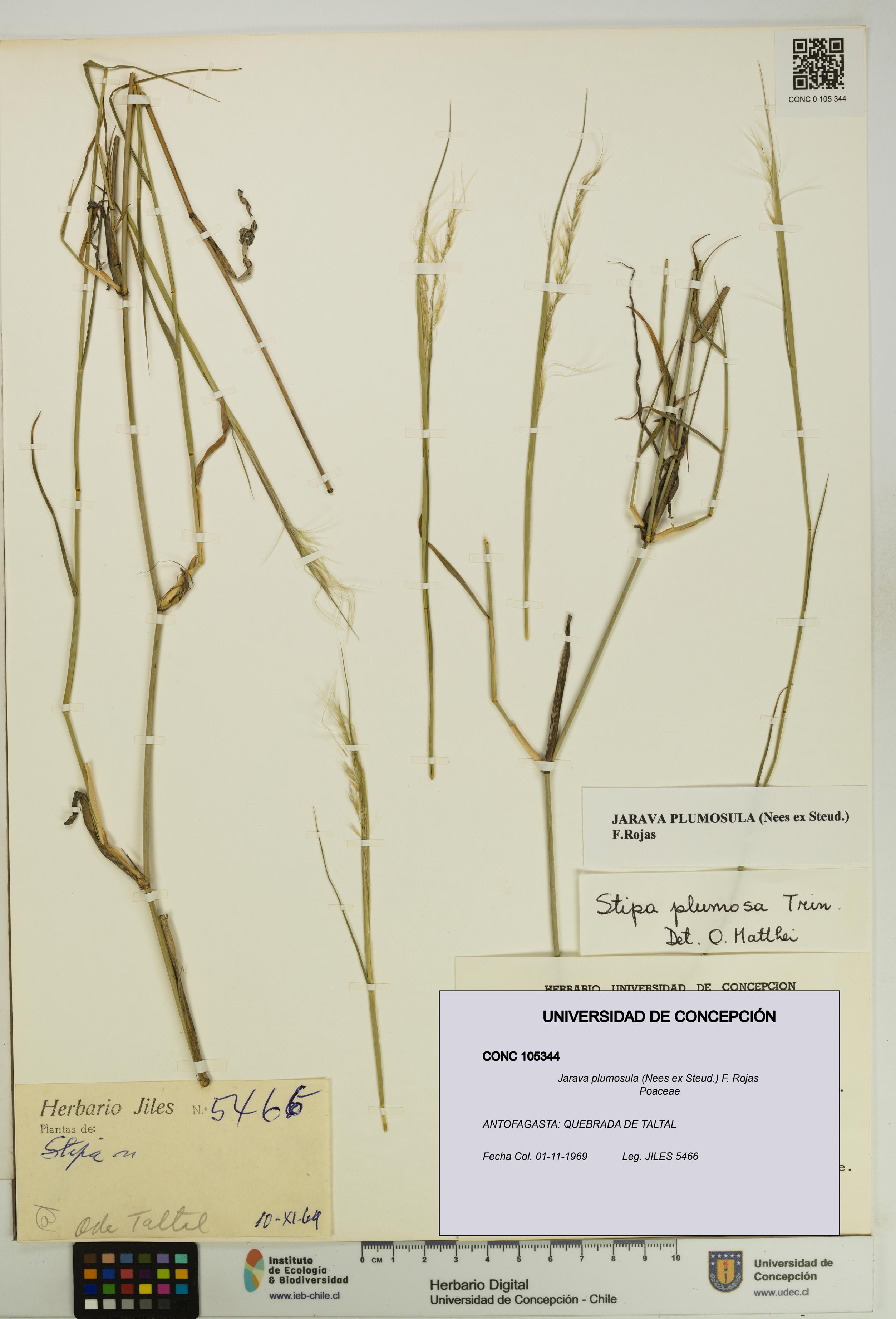 Jarava plumosula [Espécimen: UDEC:CONC:0105344]