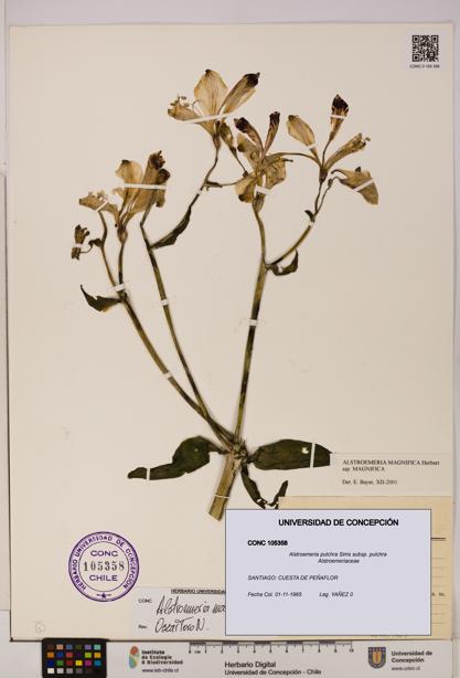 Alstroemeria pulchra subsp. pulchra [Espécimen: UDEC:CONC:0105358]