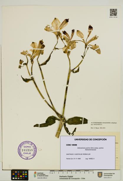 Alstroemeria pulchra [Espécimen: UDEC:CONC:0105358]