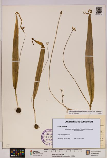 Tecophilaea violiflora fma. violiflora [Espécimen: UDEC:CONC:0105406]