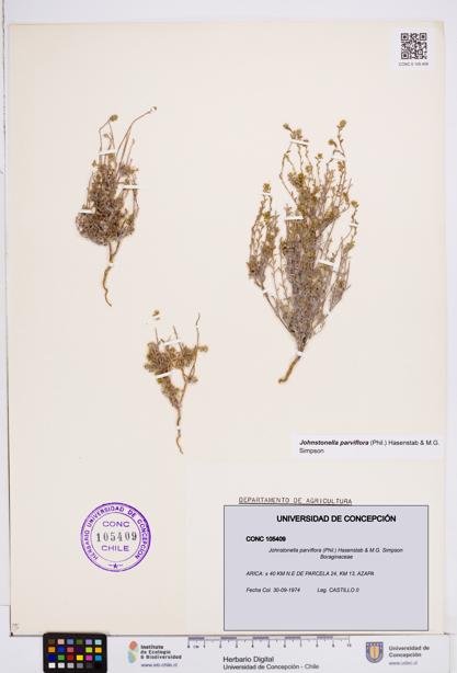 Johnstonella parviflora [Espécimen: ]