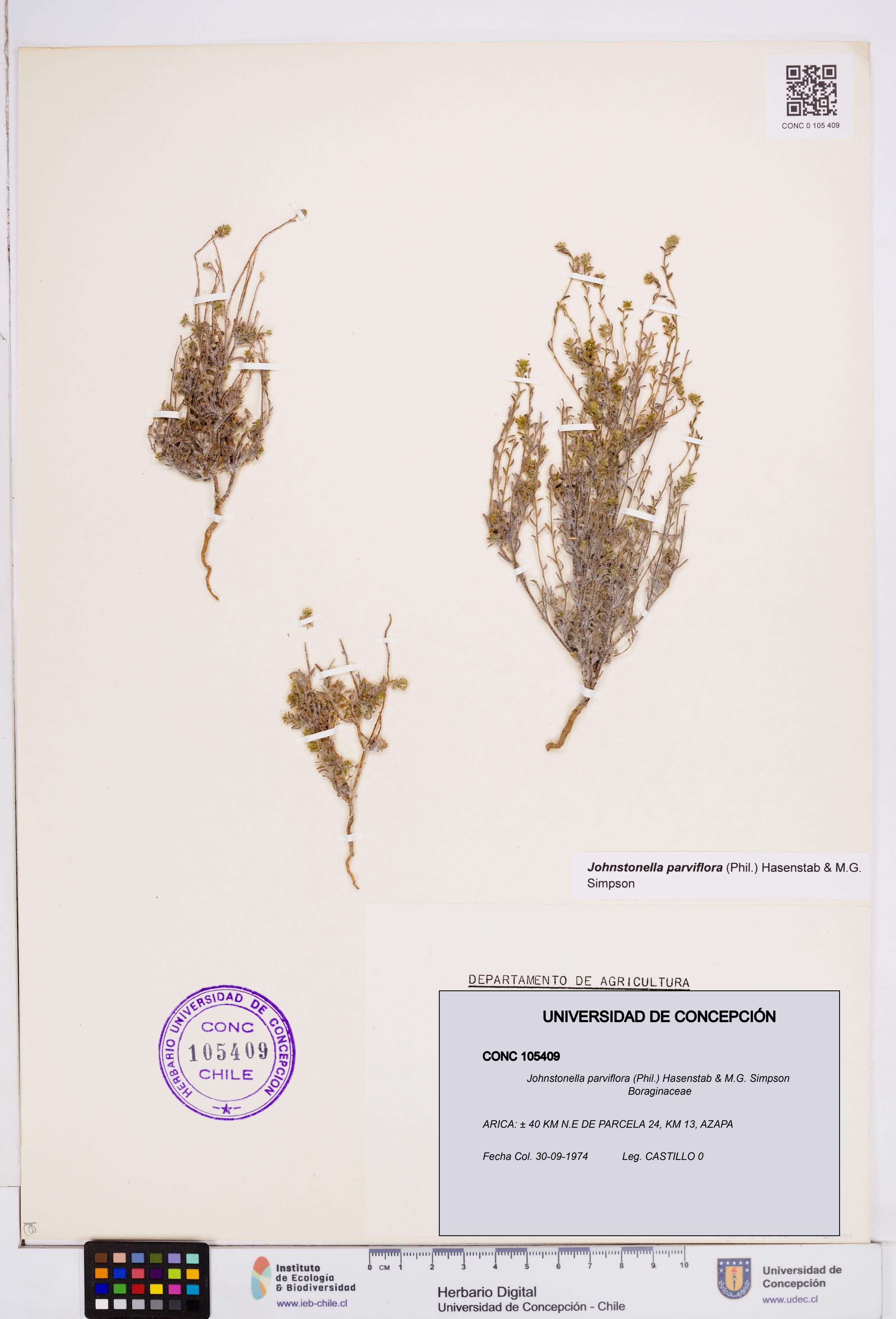 Johnstonella parviflora [Espécimen: ]