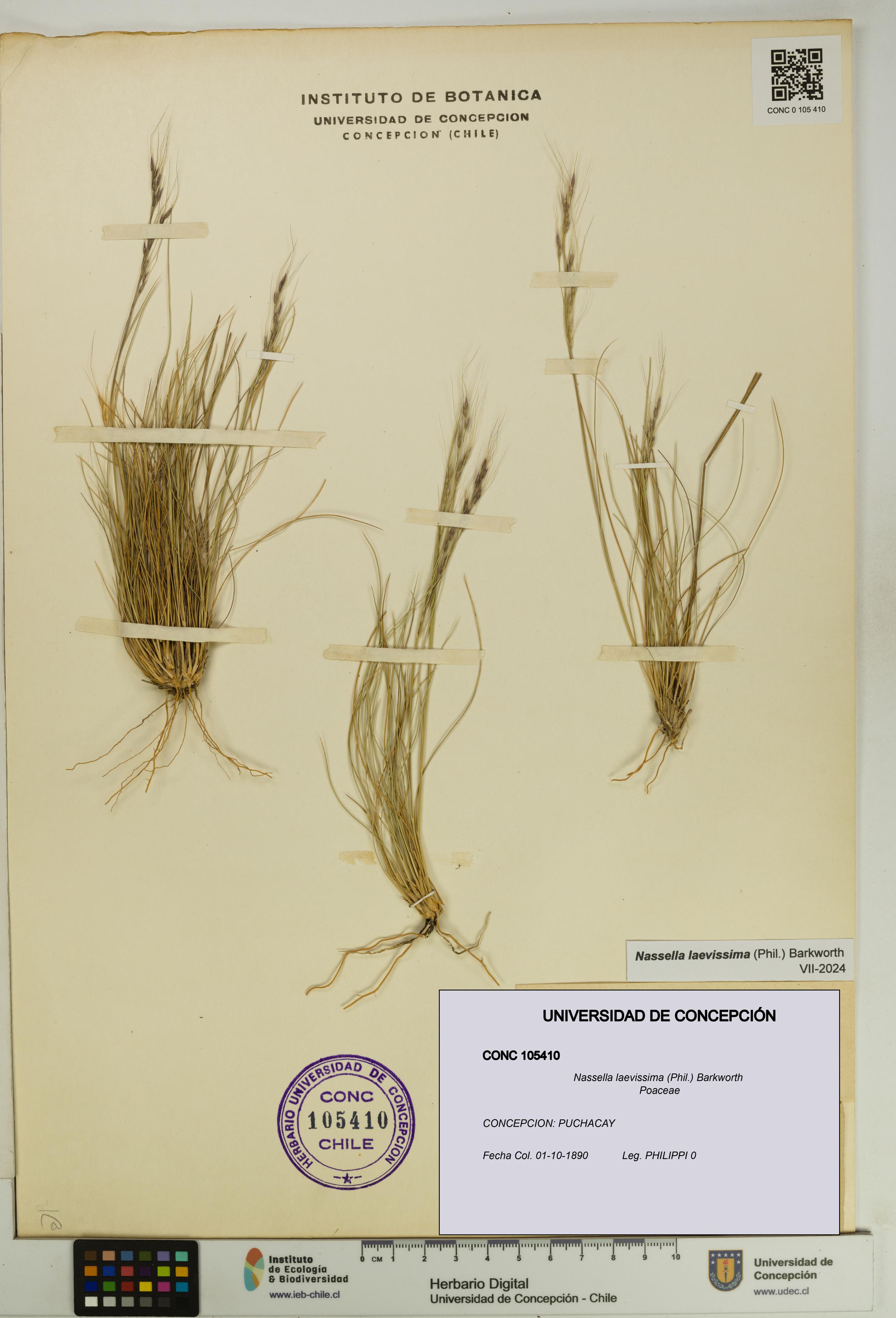 Nassella laevissima [Espécimen: UDEC:CONC:0105410]