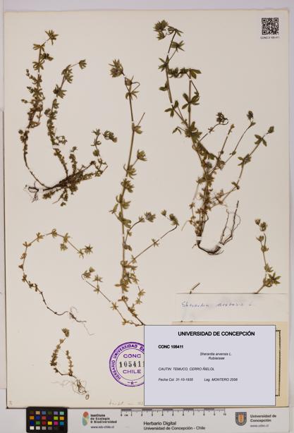 Sherardia arvensis [Espécimen: UDEC:CONC:0105411]
