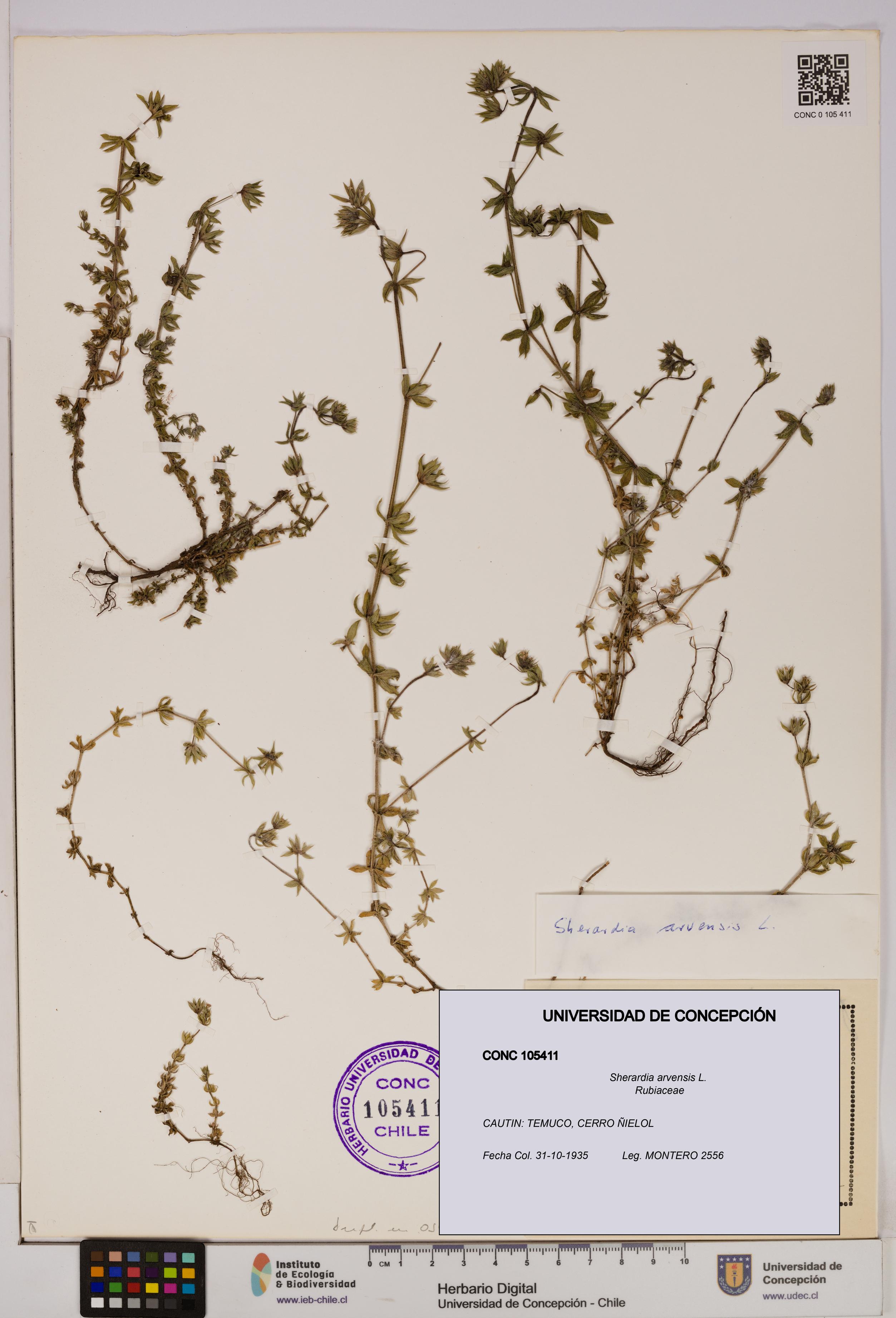 Sherardia arvensis [Espécimen: UDEC:CONC:0105411]