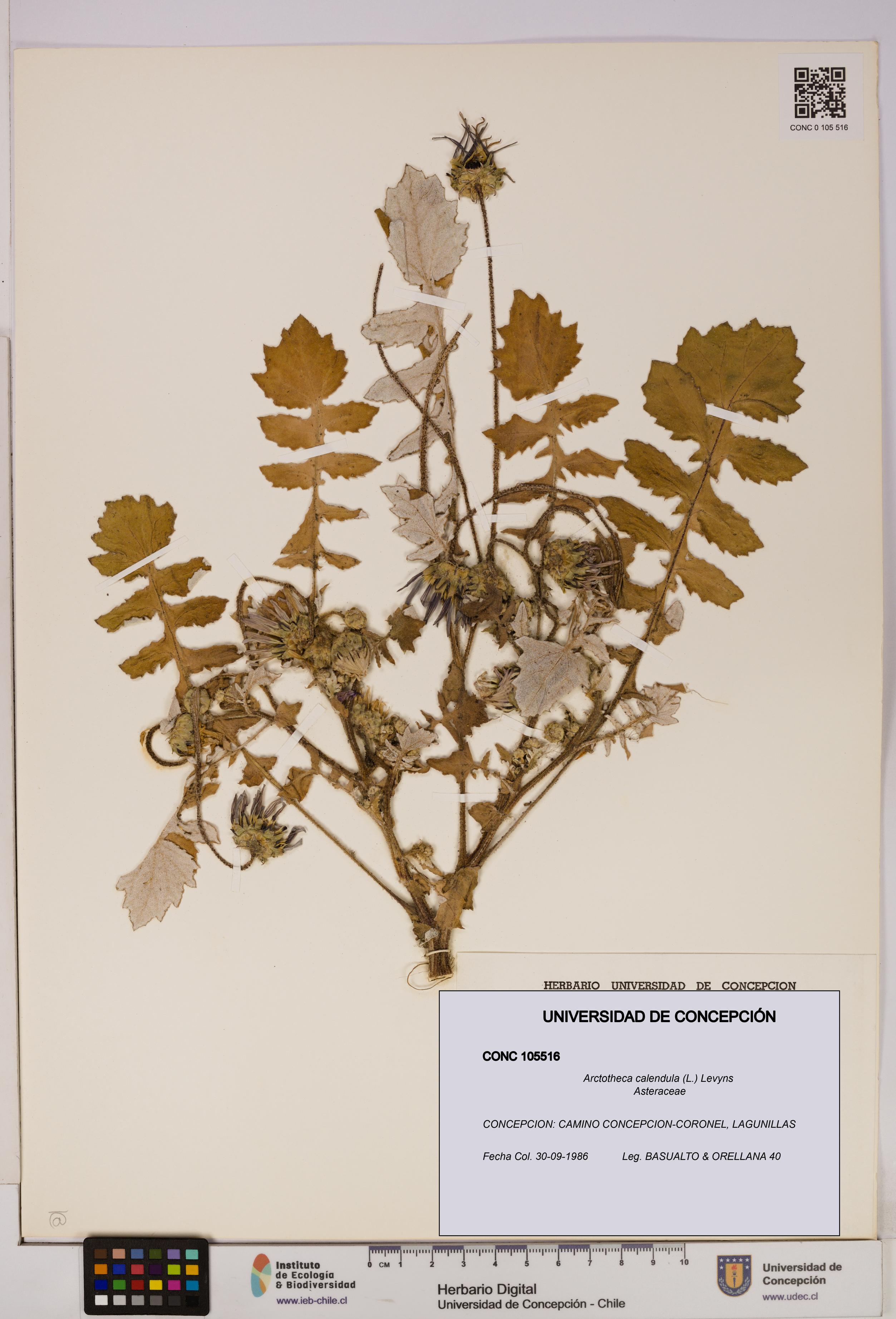 Arctotheca calendula [Espécimen: UDEC:CONC:0105516]