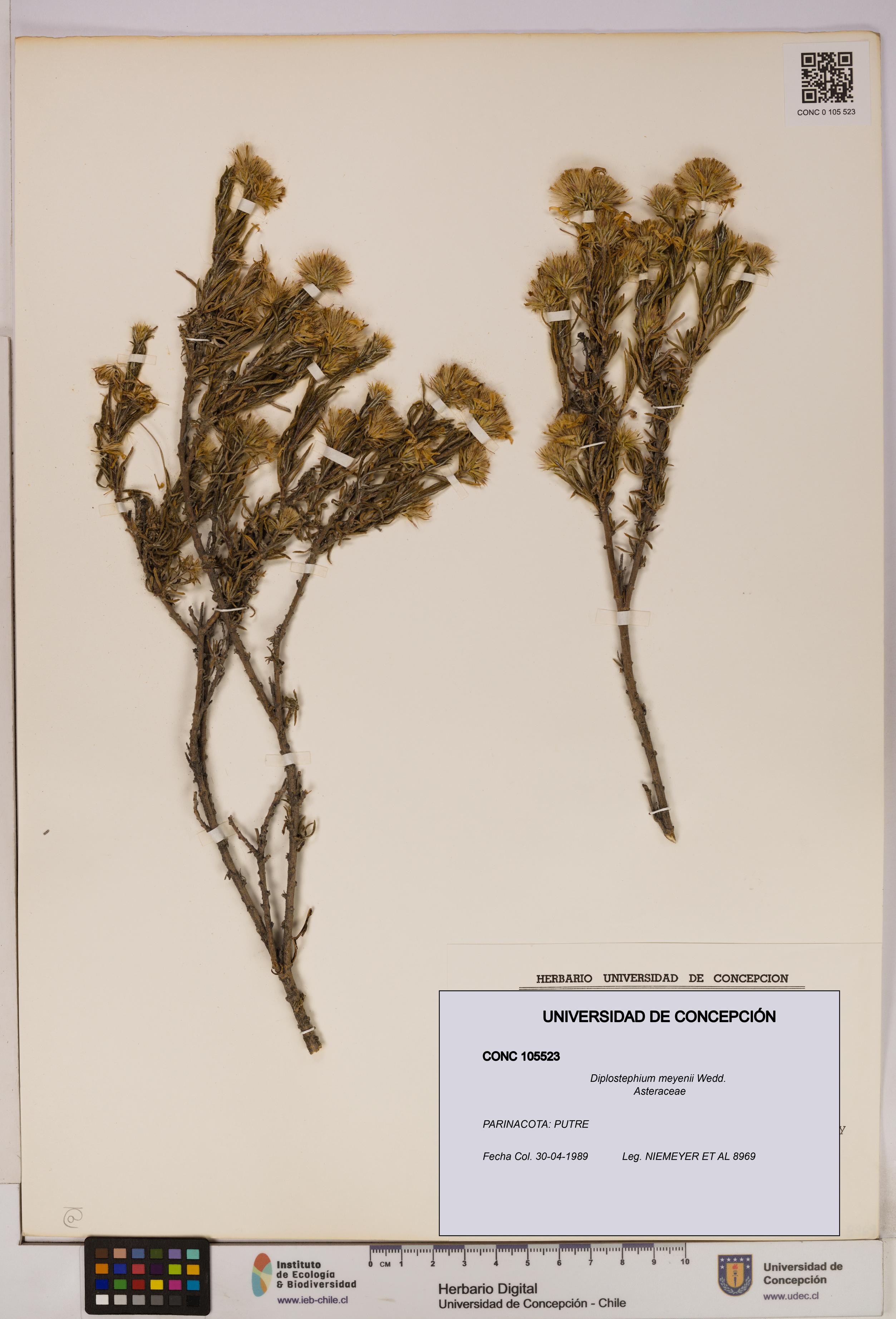 Diplostephium meyenii [Espécimen: UDEC:CONC:0105523]