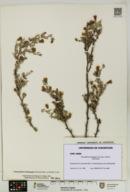 Chersodoma jodopappa [Espécimen: UDEC:CONC:0105525]