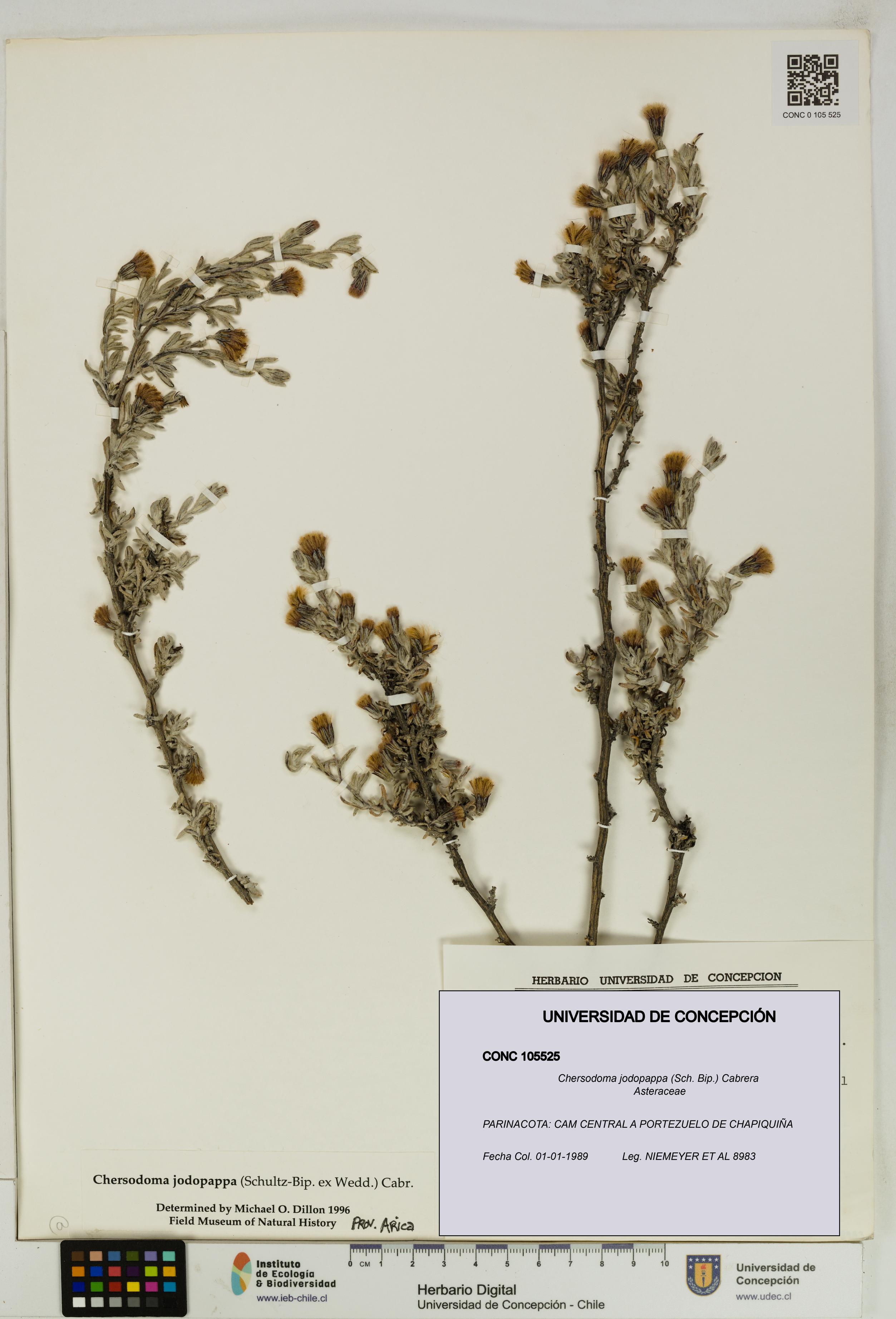 Chersodoma jodopappa [Espécimen: UDEC:CONC:0105525]